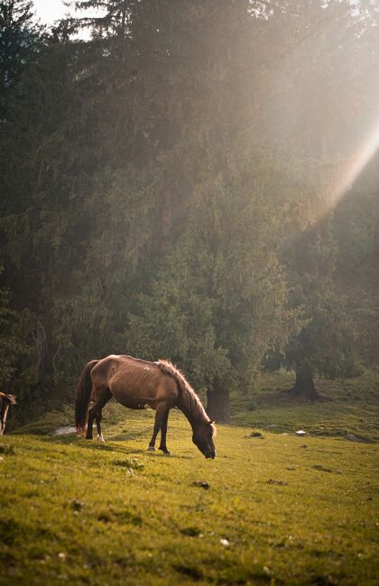 草阳光明媚的日子里 棕马在田野里吃草马乡村木头
