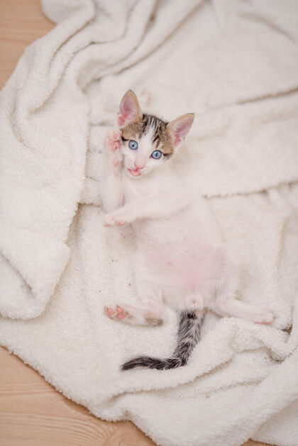 小垂直拍摄一只可爱的猫 蓝眼睛躺在毯子上脸猫可爱