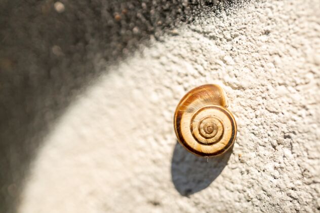 慢一个小蜗牛壳的特写镜头在阳光下的墙上 背景模糊灯光野生动物螺旋