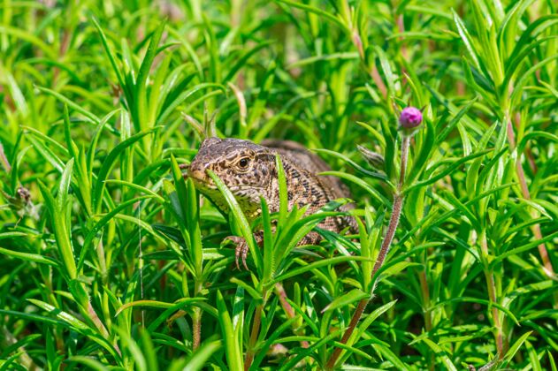 野生动物特写镜头的沙蜥蜴（蜥蜴）在草地上爬行草动物群野生