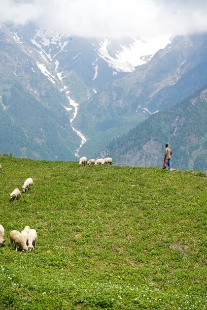 草地一群羊和一个牧羊人在田野里光明花园羊