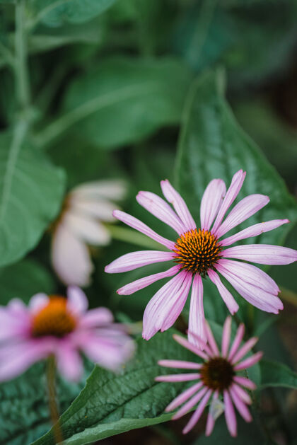 花紫色和白色的花在倾斜移位镜头花花瓣花园
