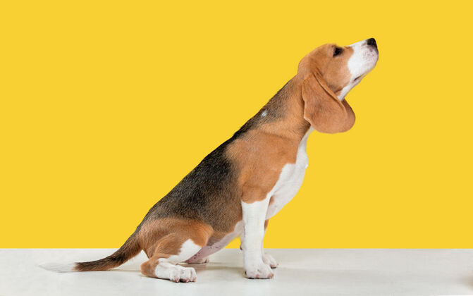 玩耍黄色的小猎犬哺乳动物肖像比格犬