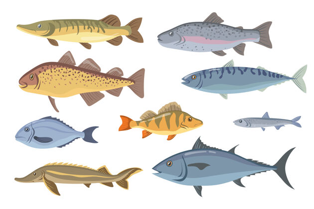 黄金海水和淡水鱼套装动物鲈鱼物种