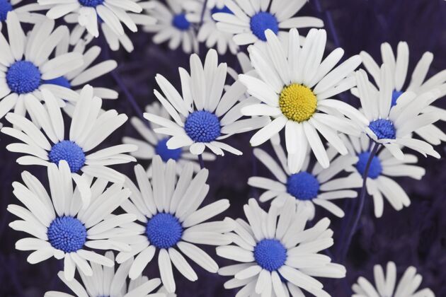 自然一个美丽的黄色雏菊在蓝色雏菊特写镜头-脱颖而出的概念花粉花花瓣