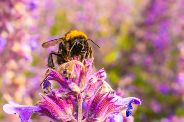 乡村一只蜜蜂从英国薰衣草上采集蜂蜜的浅焦镜头英国英国花