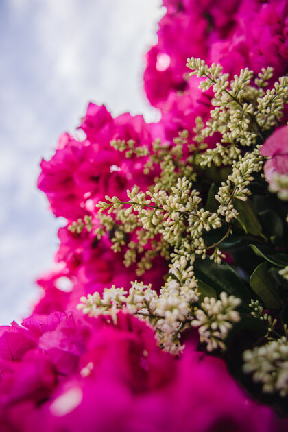 花卉设计粉红色的花和绿色的叶子花粉花瓣花