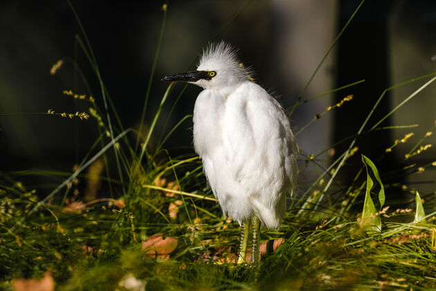 鸟白昼绿草上的白鸟动物水禽白鹭