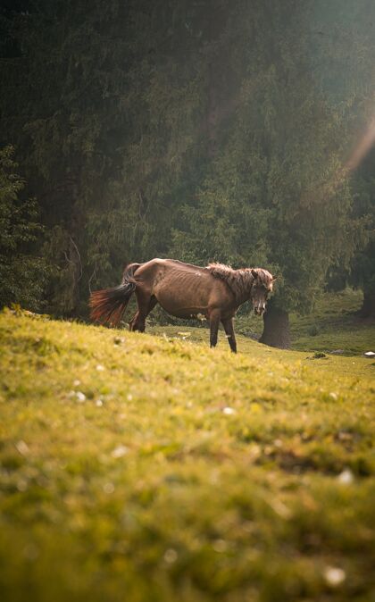 田野棕色的马在绿野里吃草草地日出风景