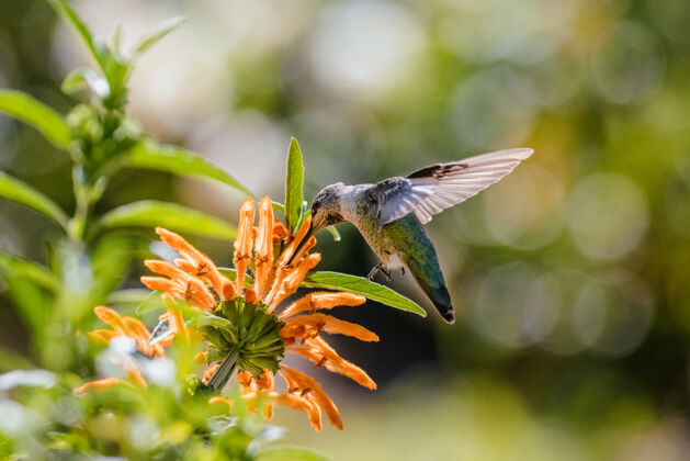 花绿色的蜂鸟在白天飞过橙色的花朵动物鸟鸟类学