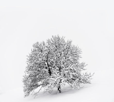 冷杉雪地上被雪覆盖的树冬天孤独农场