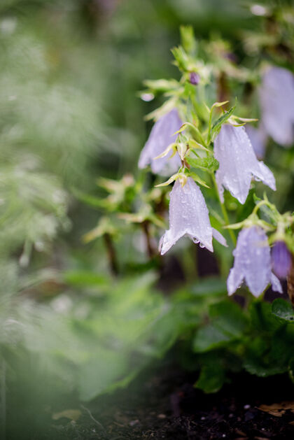 花瓣白色和紫色的花在倾斜移位镜头鸢尾花花