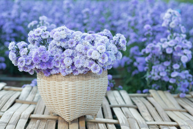 营养自然界美丽的紫色花朵生长凉爽开花