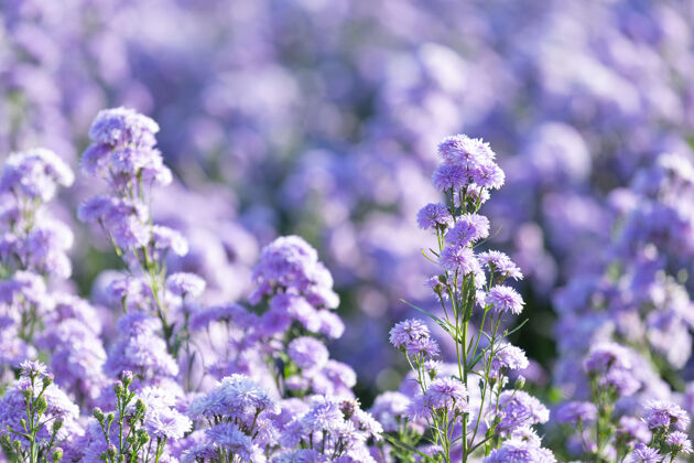 站立自然界美丽的紫色花朵自然质量滋养