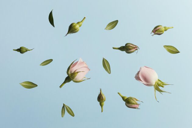 花平躺的粉红色春天的玫瑰平面开花春天