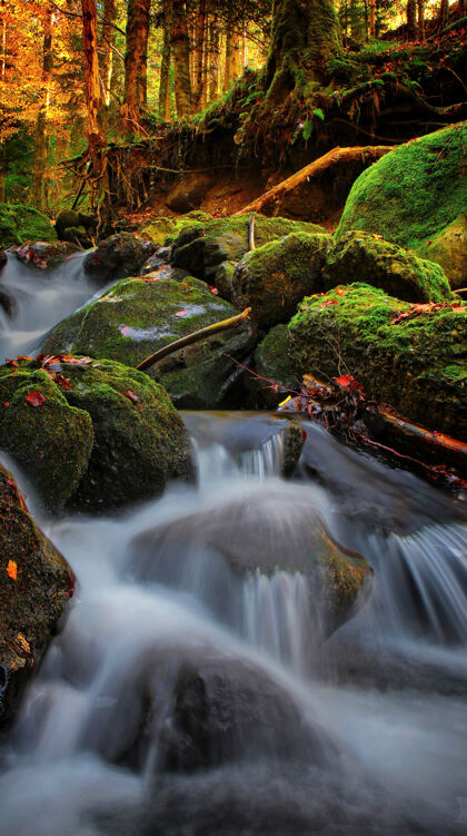 藻类汹涌的河流 大自然溪流动物树