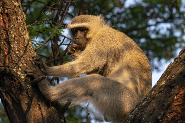 森林南非一只猕猴在树上的特写镜头灵长类非洲猿