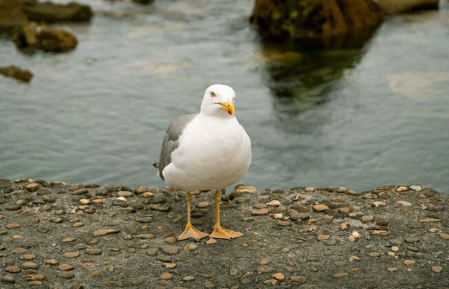 特写一只黄腿海鸥白天在海边岩石上的特写镜头岩石海洋野生动物