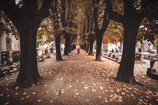 跑步水泥路旁的树拱门墓地意大利