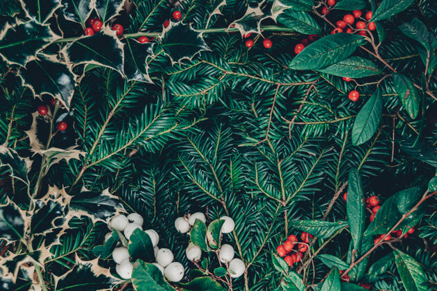 树枝俯视圣诞背景野生圣诞树枝 神圣的植物与浆果 红色浆果和白色雪果 中央复制空间与一个很好的框架制成的浆果和树叶圣诞节云杉树叶