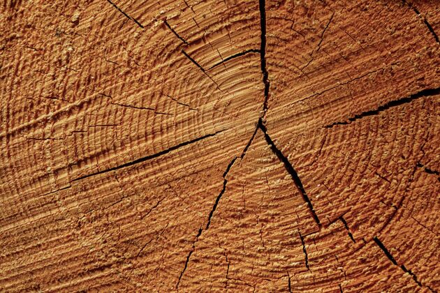 纹理特写镜头的生长年轮上削减树桩木柴树抽象