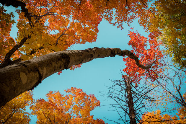 秋天在阳光和秋天的蓝天下 低角度拍摄了被五颜六色的树叶覆盖的树木天空五颜六色环境