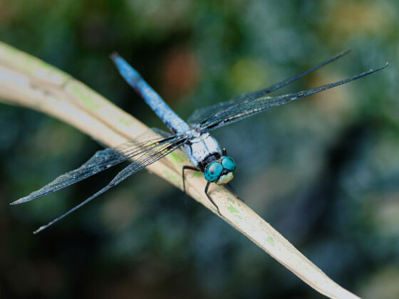 生态一只蜻蜓坐在花上的选择性聚焦镜头生物学花叶