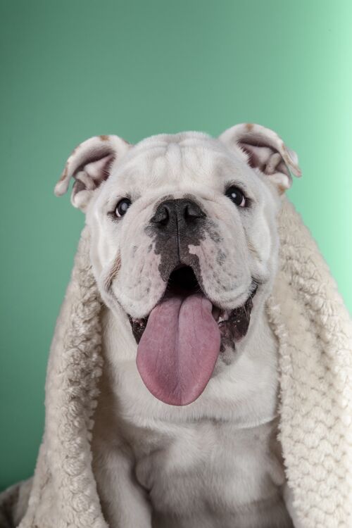 眼睛一只有趣的英国斗牛犬小狗的垂直肖像 包裹在绿色背景的毯子里有趣美丽小
