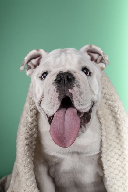 眼睛一只有趣的英国斗牛犬小狗的垂直肖像 包裹在绿色背景的毯子里有趣美丽小