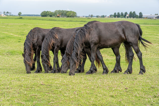 乡村一群站在草地上吃草的马牧场品种景观