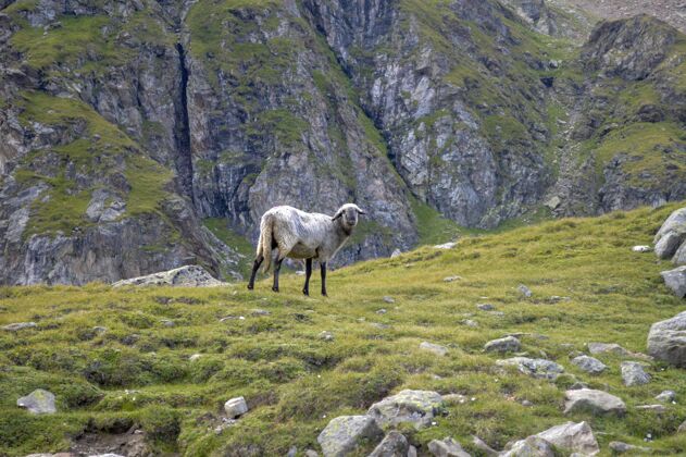 野生动物白天 一群好奇的羊在岩石山坡上山景观动物