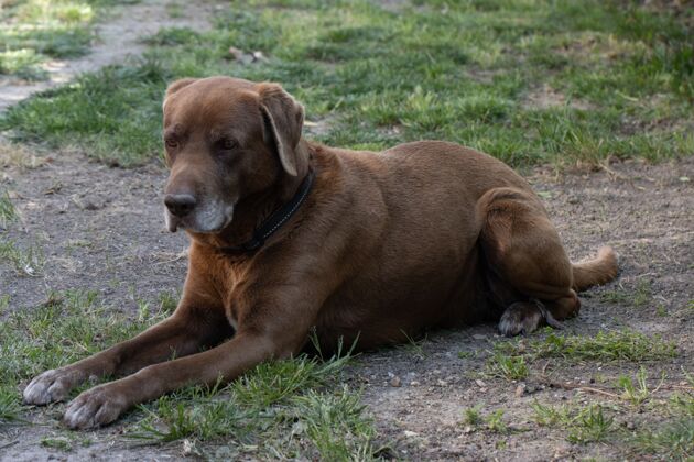 血统可爱的棕色狗在白天被抓在草地上狗耳朵自然