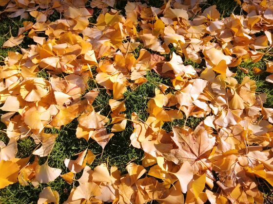 充满活力秋天 西班牙马德里 草地上落下的黄叶细节木材马德里