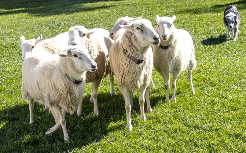 羊阳光明媚的日子里 一只羊和一只狗在草地上的美丽镜头草地动物哺乳动物