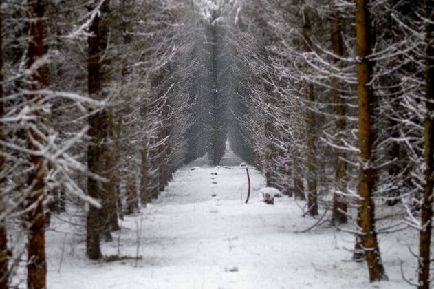 方式森林里美丽的白雪覆盖的树木风景景观寒冷