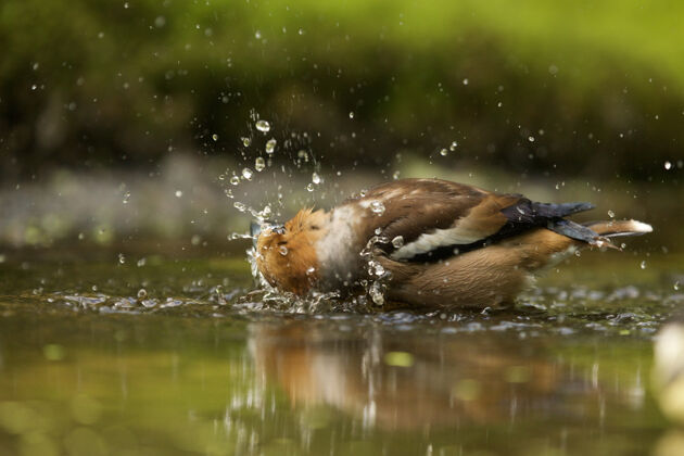 雄性特写镜头中的一只山雀在水中模糊的背景野生动物公园倒影