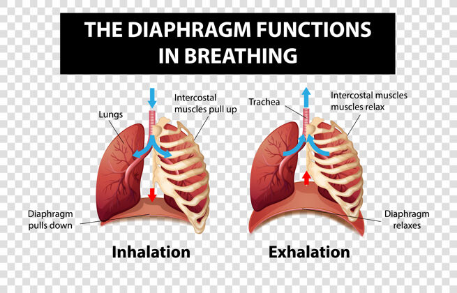 器官在透明背景上显示呼吸时横膈膜功能的示意图信息图生理学健康