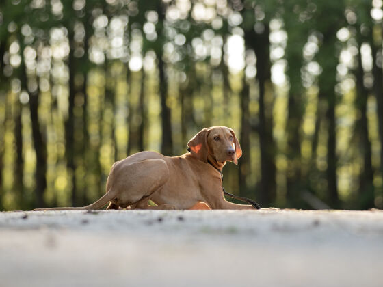 狗一个可爱的棕色匈牙利维兹拉在模糊的背景特写镜头户外狗野生动物