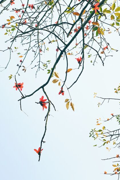 光垂直特写镜头一个盛开的树枝对蓝天新鲜景观公园