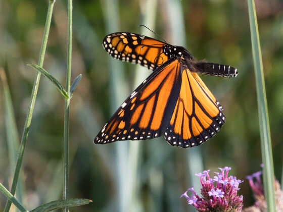 野生小花上有斑点的木蝴蝶的选择性聚焦镜头翅膀生命空气