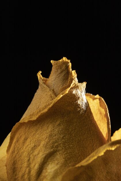 花卉美丽的黄玫瑰特写镜头花卉玫瑰自然