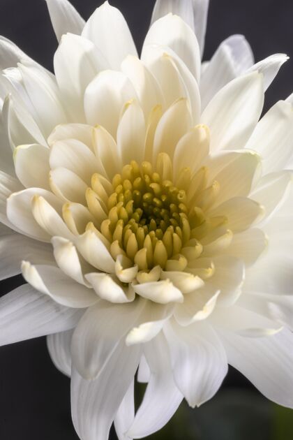 植物美丽的白色花朵花卉植物学宏观
