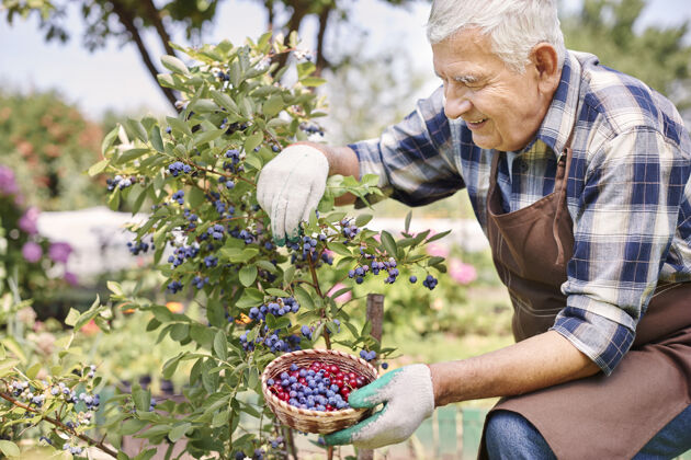 食物一个拿着水果在地里干活的老人帽子健康的生活方式灌木