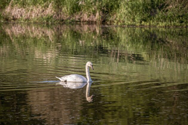 倒影白天鹅倒影在湖中游泳植物野生动物动物
