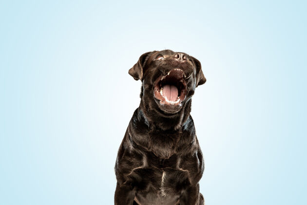 舌头微笑的巧克力拉布拉多猎犬可爱的小狗越过蓝色的墙快乐拉布拉多成人