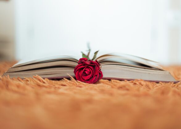 开放红玫瑰在一本打开的书里面颜色室内花头