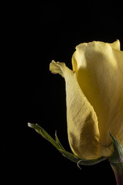 开花美丽的黄玫瑰特写自然美丽
