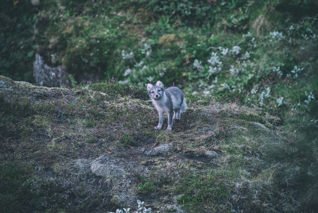 大自然灰白色的狐狸在山顶上寒冷冬天动物