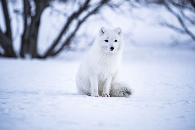 冰岛雪地上灰狼的选择性聚焦摄影寒冷动物极地