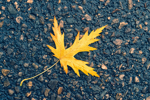 秋天黄叶地板树叶秋天